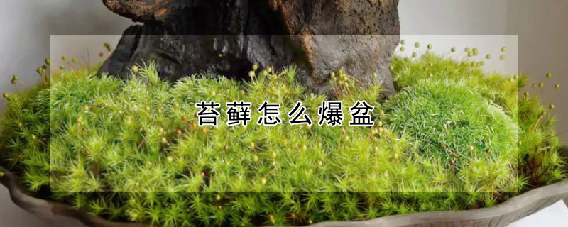 苔藓怎么爆盆