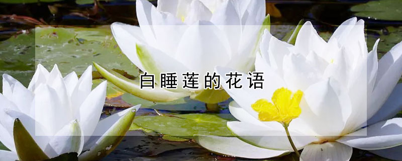 白睡莲的花语