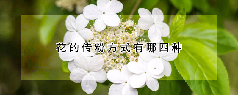 花的传粉方式有哪四种