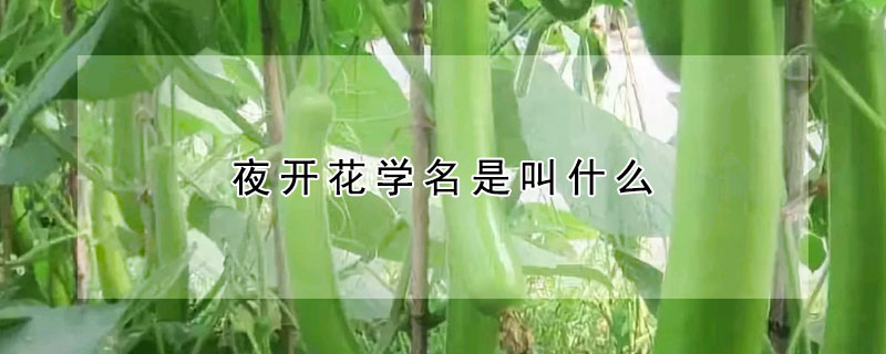 夜开花学名是叫什么