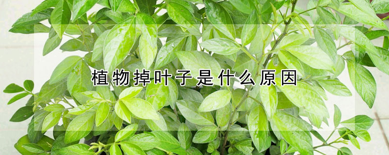 植物掉叶子是什么原因