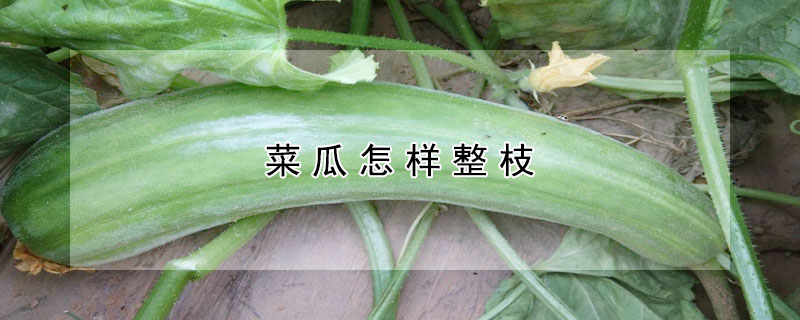 菜瓜怎样整枝