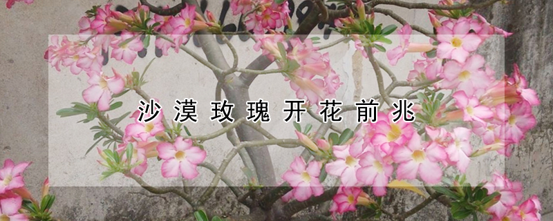 沙漠玫瑰开花前兆