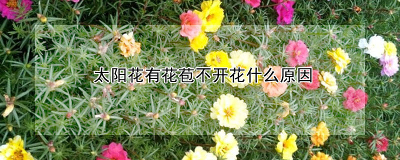 太阳花有花苞不开花什么原因