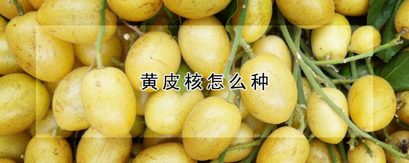 黄皮核怎么种