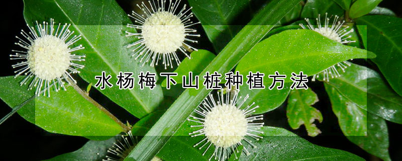 水杨梅下山桩种植方法