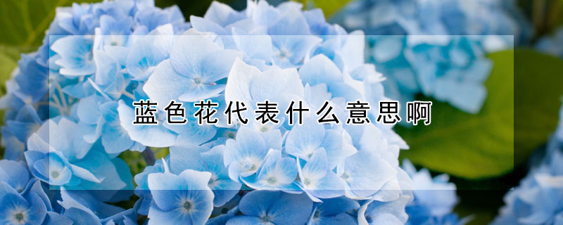 蓝色花代表什么意思啊