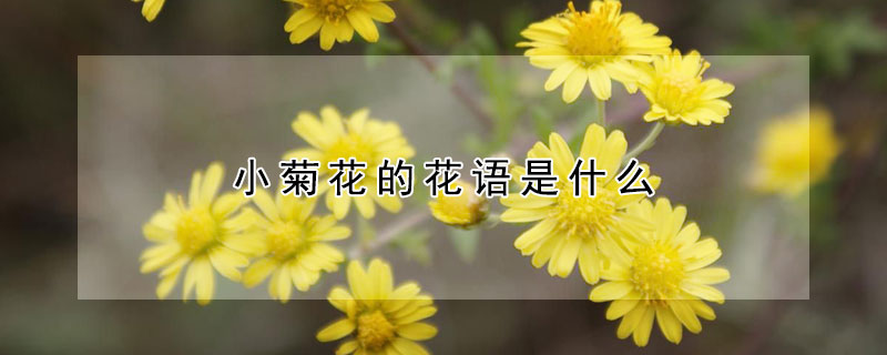 小菊花的花语是什么