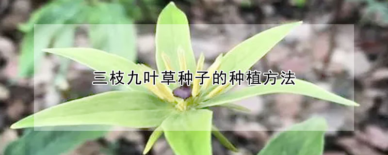 三枝九叶草种子的种植方法