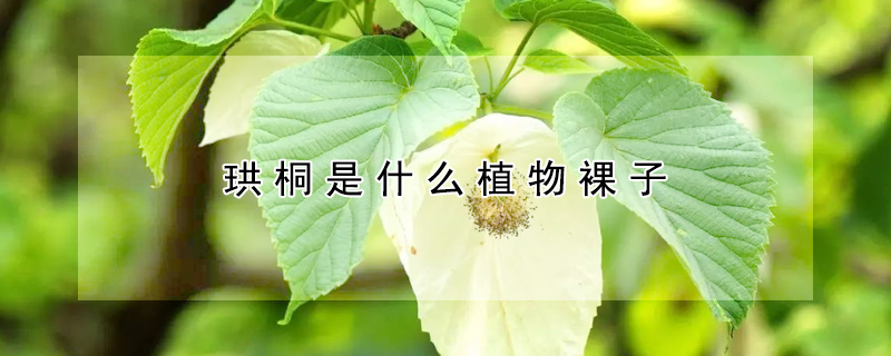 珙桐是蕨类植物吗