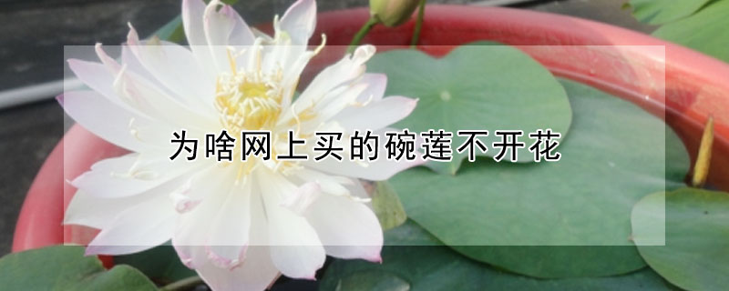 为啥网上买的碗莲不开花