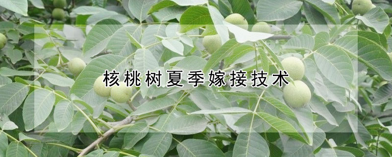 核桃树夏季嫁接技术