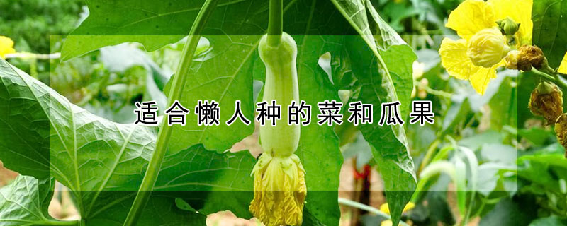 适合懒人种的菜和瓜果