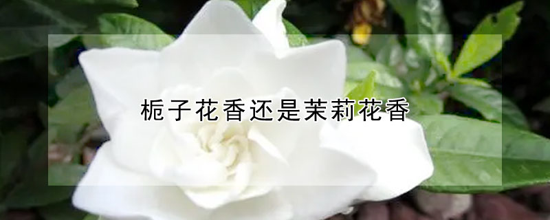 栀子花香还是茉莉花香