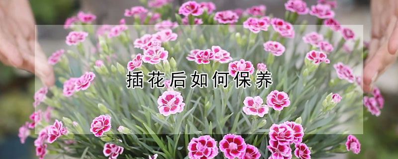 插花后如何保养