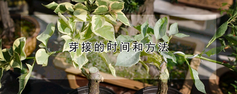 芽接的时间和方法