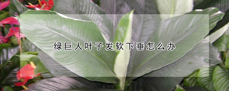 绿巨人叶子发软下垂怎么办