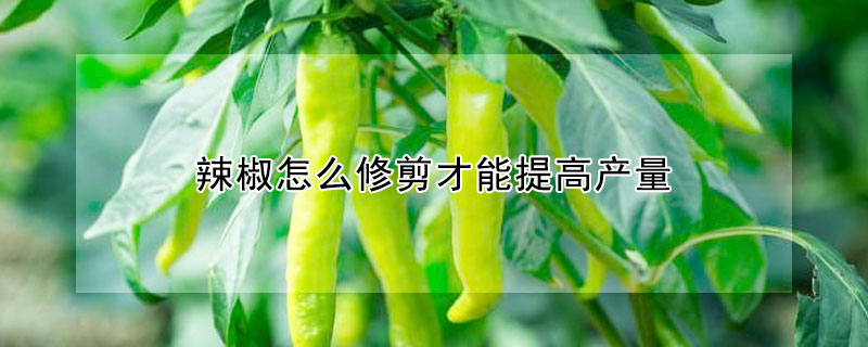 辣椒怎么修剪才能提高产量