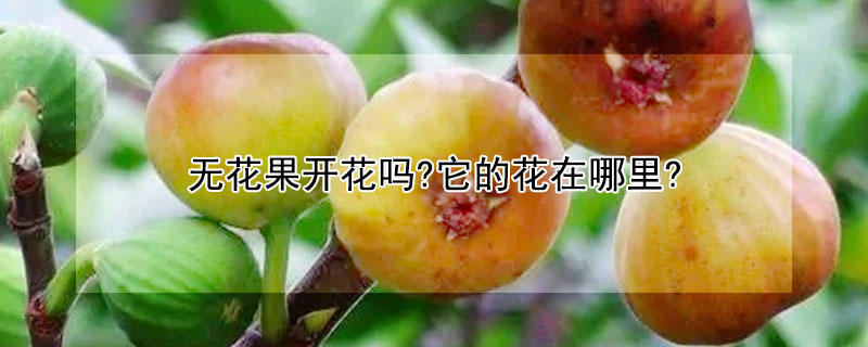 无花果开花吗?它的花在哪里?