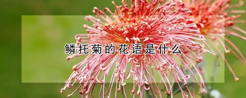 鳞托菊的花语是什么