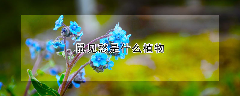 鼠见愁是什么植物