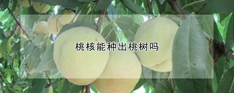 桃核能种出桃树吗