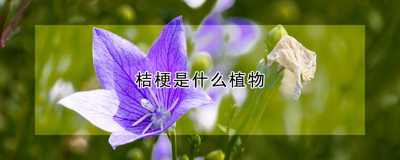 桔梗是什么植物