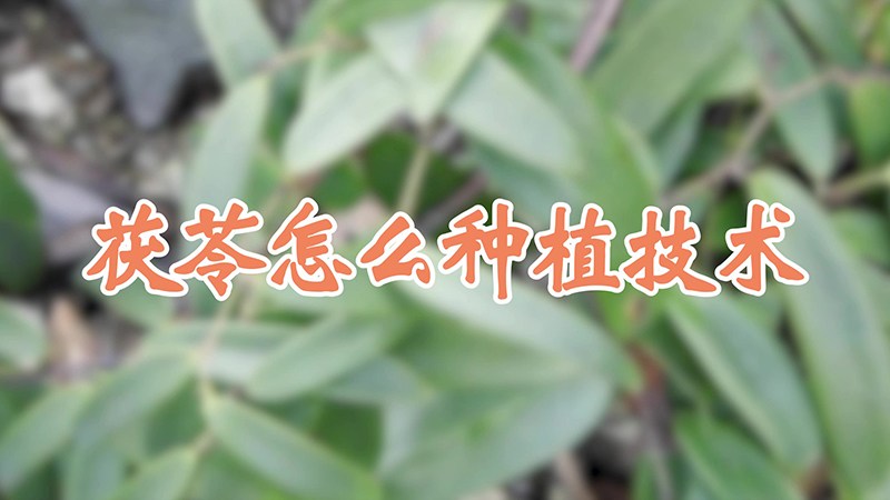 茯苓怎么种植技术