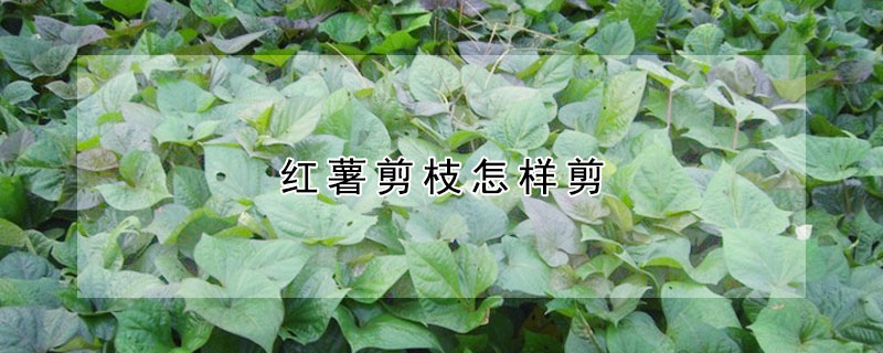 红薯剪枝怎样剪