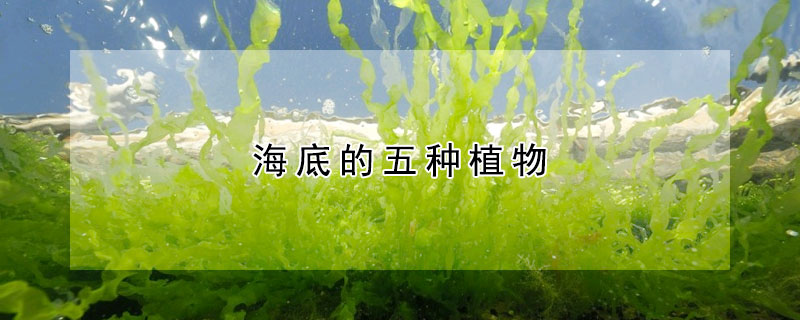 海底的五种植物