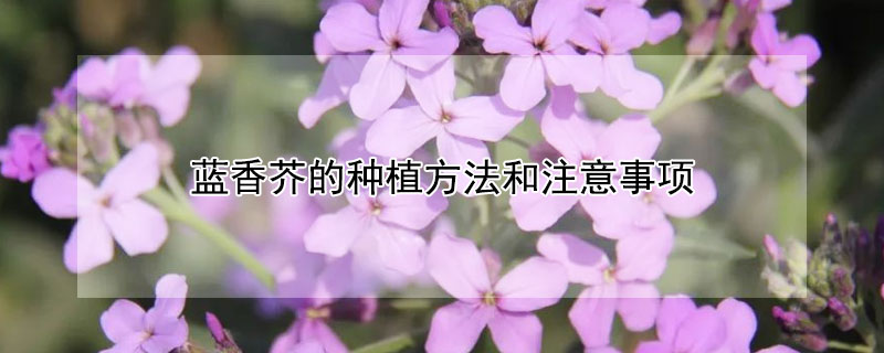 蓝香芥的种植方法和注意事项