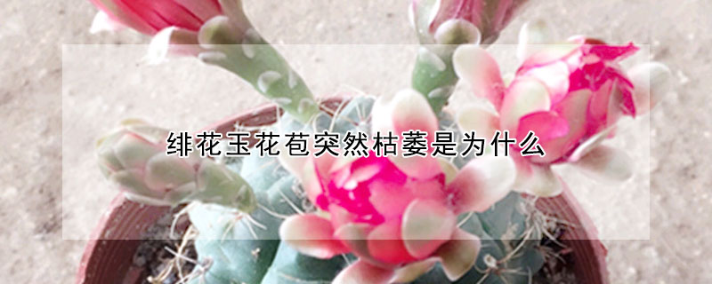 绯花玉花苞突然枯萎是为什么