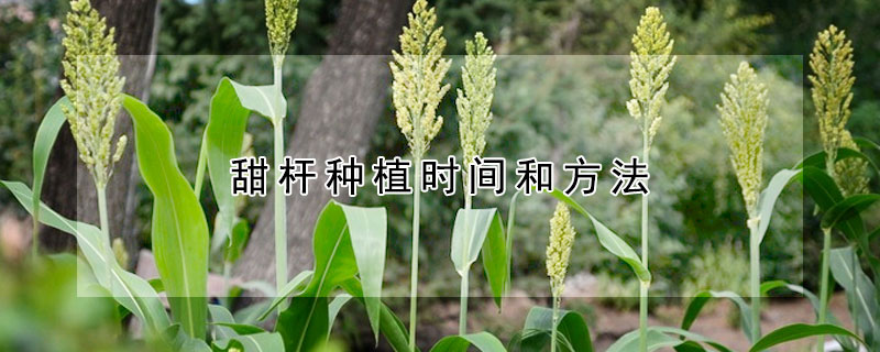 甜杆种植时间和方法