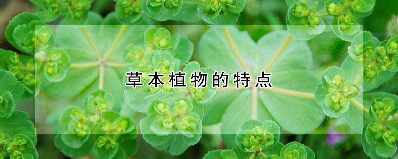 草本植物的特点