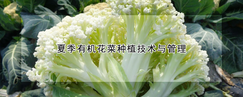 夏季有机花菜种植技术与管理