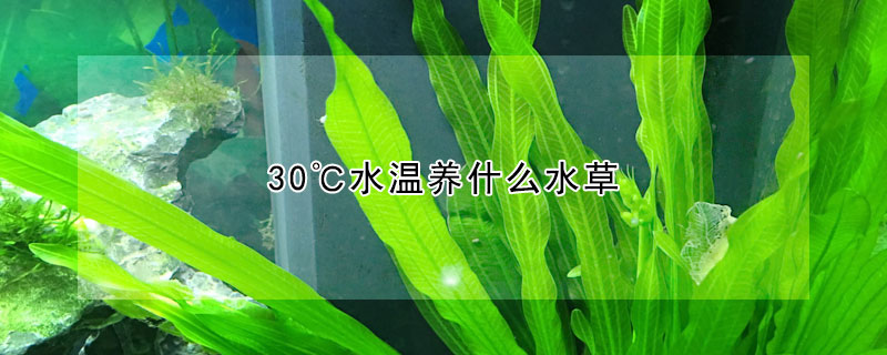 30℃水温养什么水草