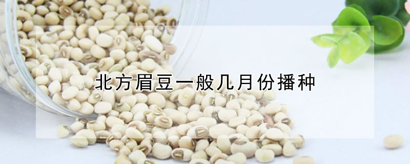 北方眉豆一般几月份播种