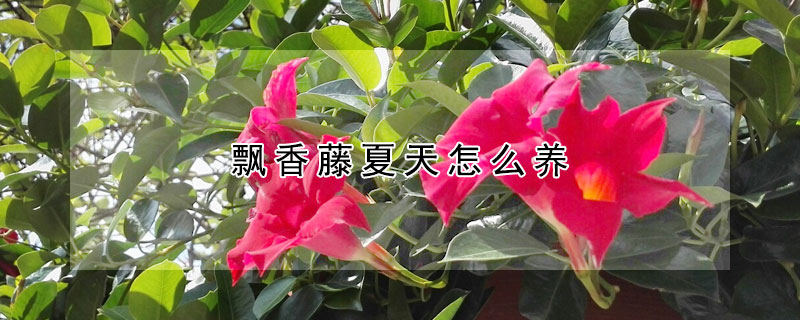 飘香藤夏天怎么养