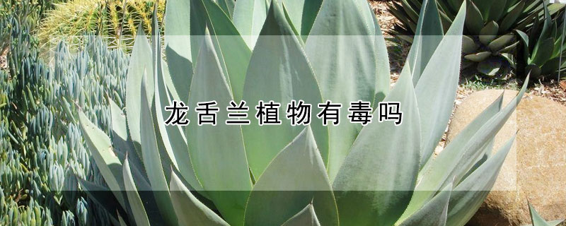 龙舌兰植物有毒吗