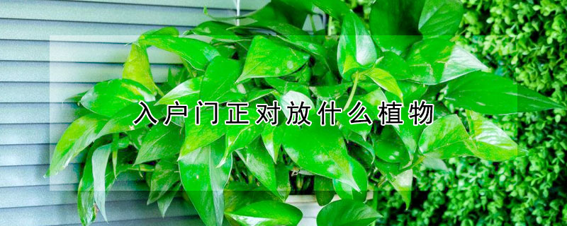 入户门正对放什么植物