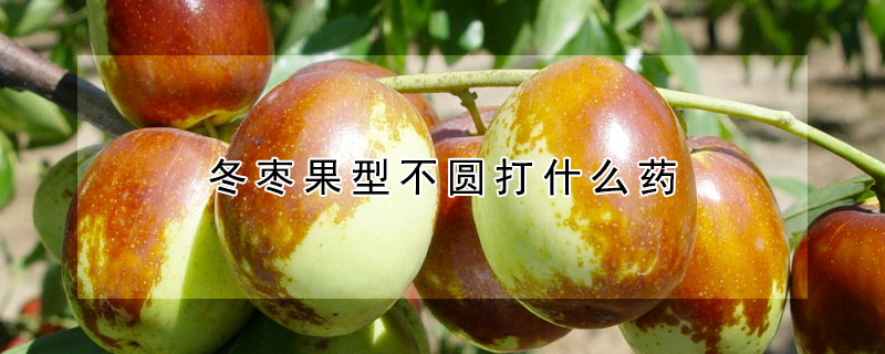 冬枣果型不圆打什么药