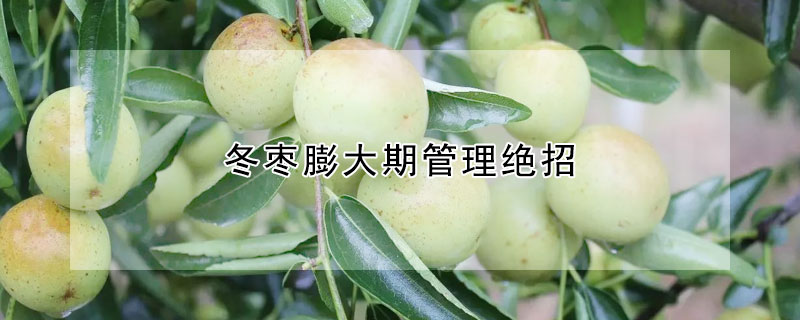 冬枣膨大期管理绝招