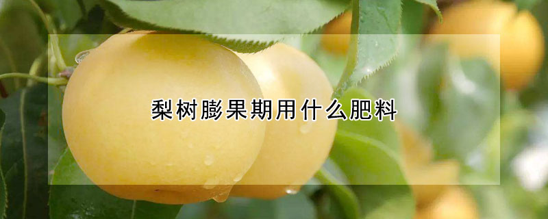 梨树膨果期用什么肥料