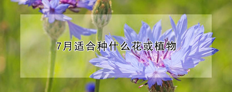 7月适合种什么花或植物