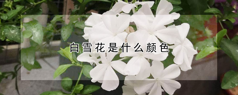 白雪花是什么颜色