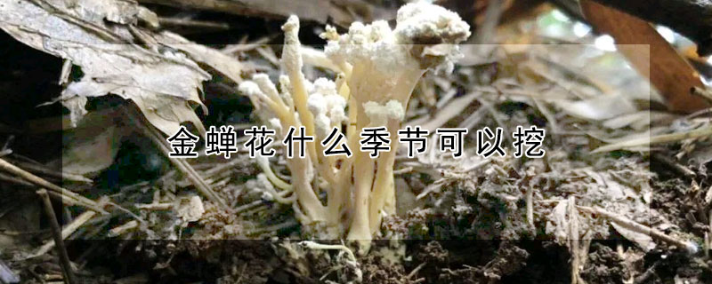 金蝉花什么季节可以挖