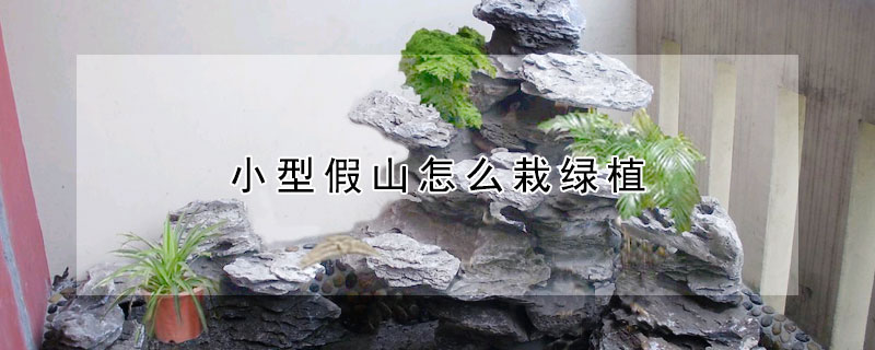 小型假山怎么栽绿植