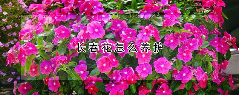 长春花怎么养护