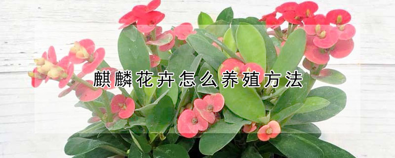 麒麟花卉怎么养殖方法