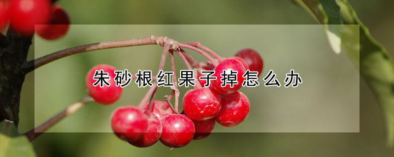 朱砂根红果子掉怎么办